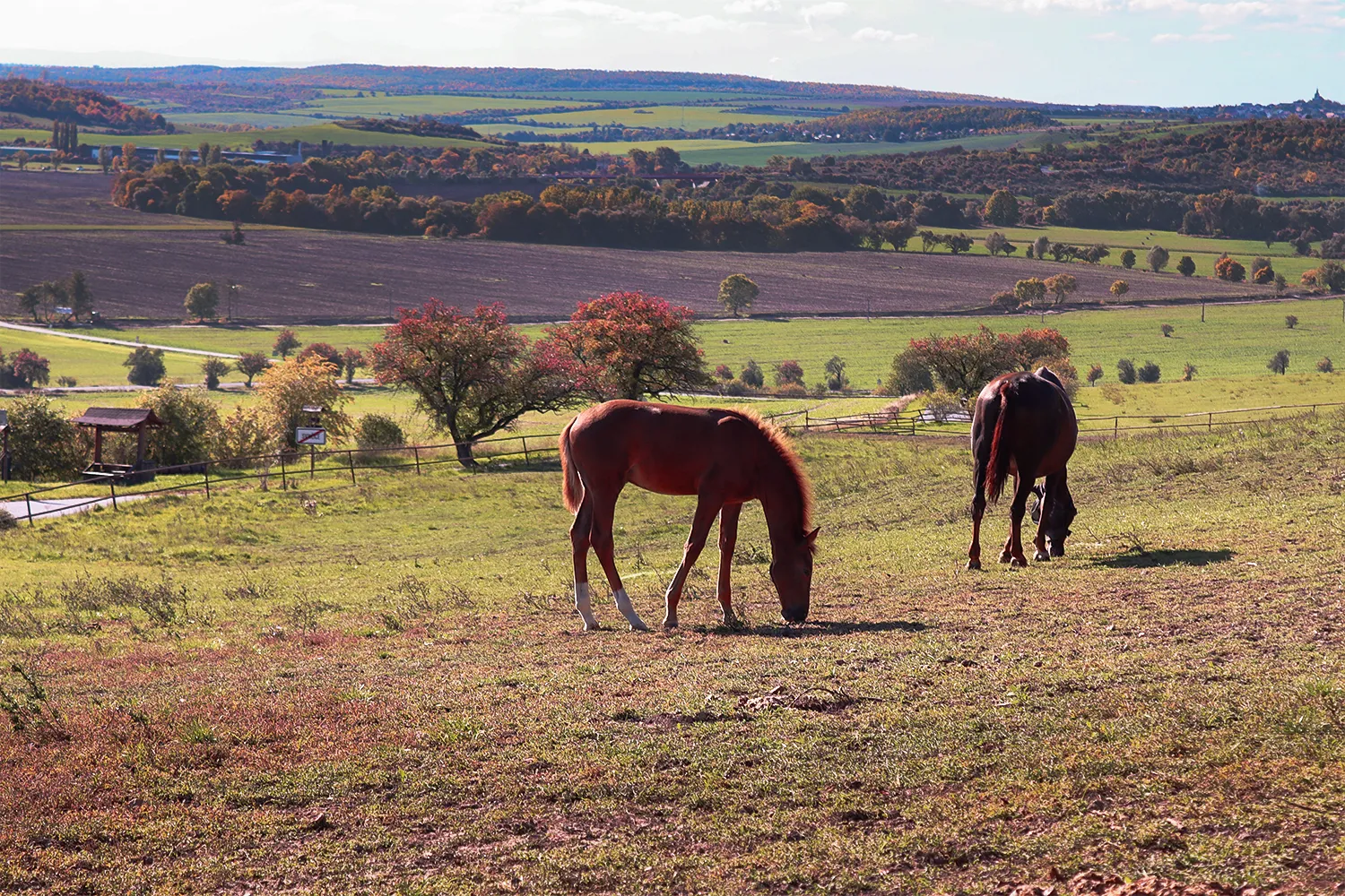 Svincice-konsky-vybeh